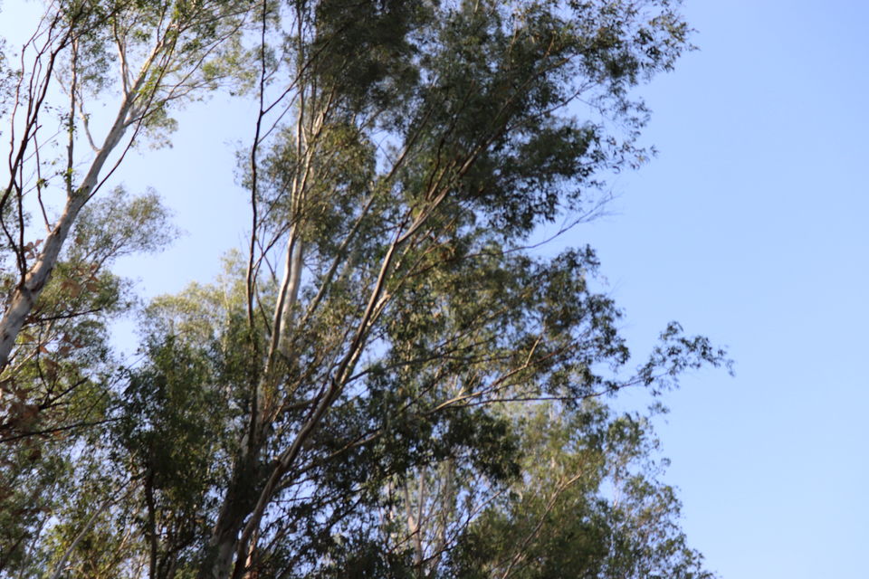 Photo of Jim Corbett National Park, Uttarakhand by Nivedita Kundu