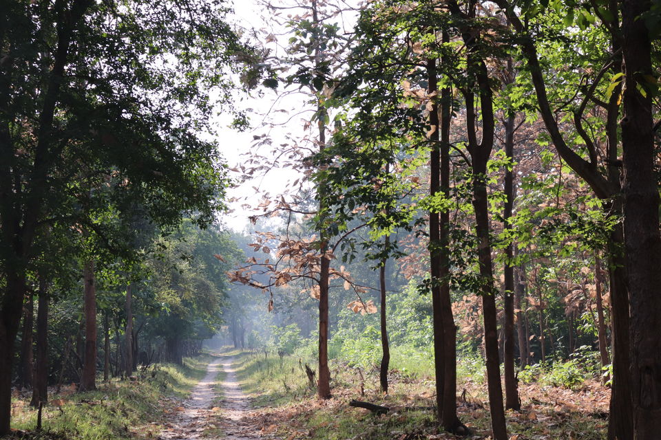 Photo of Jim Corbett National Park, Uttarakhand by Nivedita Kundu