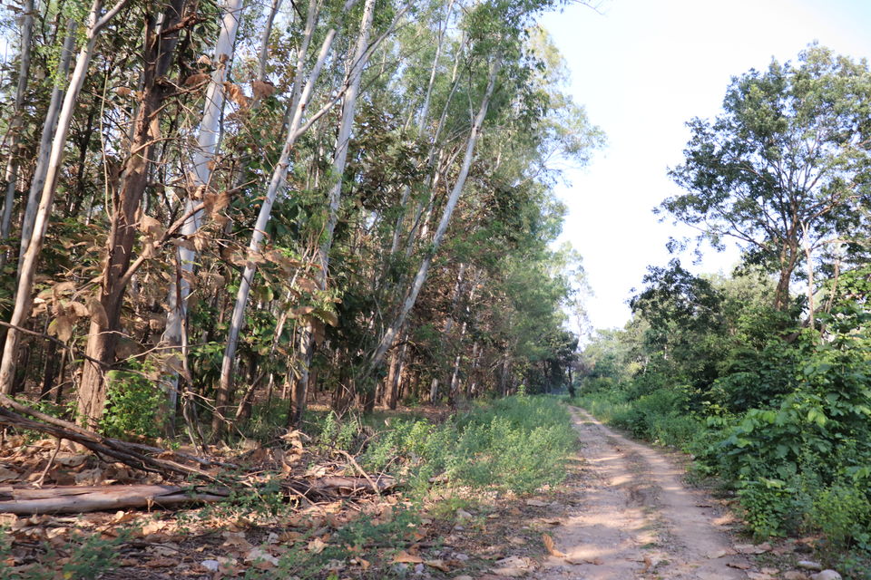 Photo of Jim Corbett National Park, Uttarakhand by Nivedita Kundu