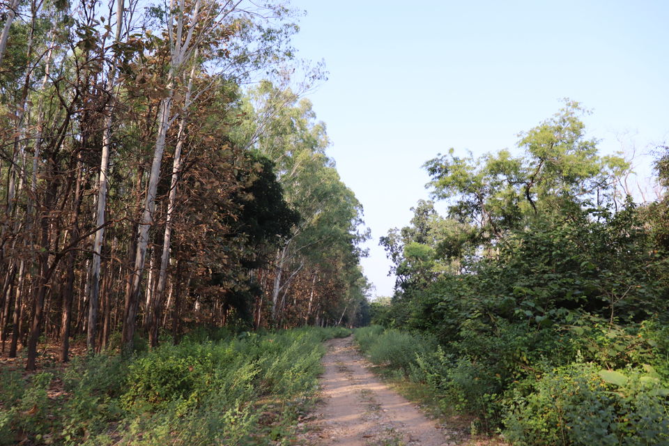 Photo of Jim Corbett National Park, Uttarakhand by Nivedita Kundu