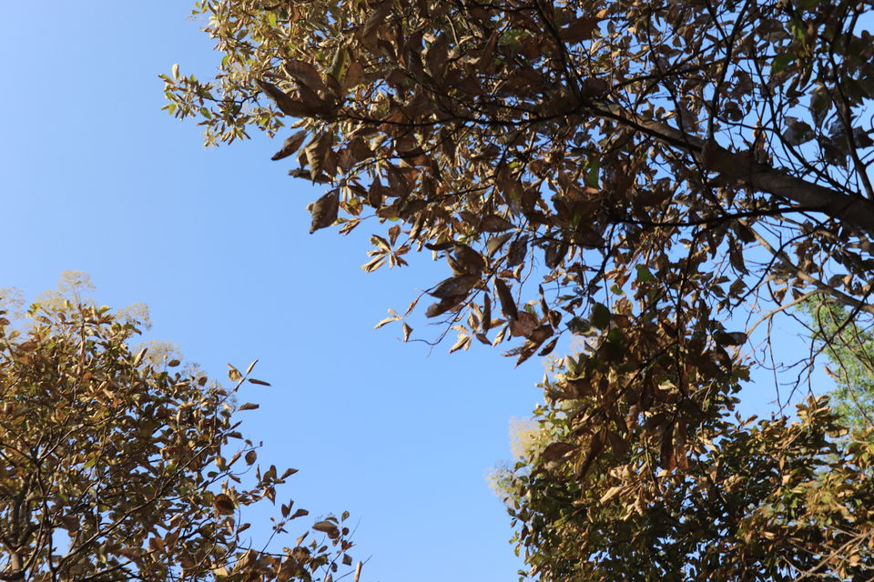 Photo of Jim Corbett National Park, Uttarakhand by Nivedita Kundu