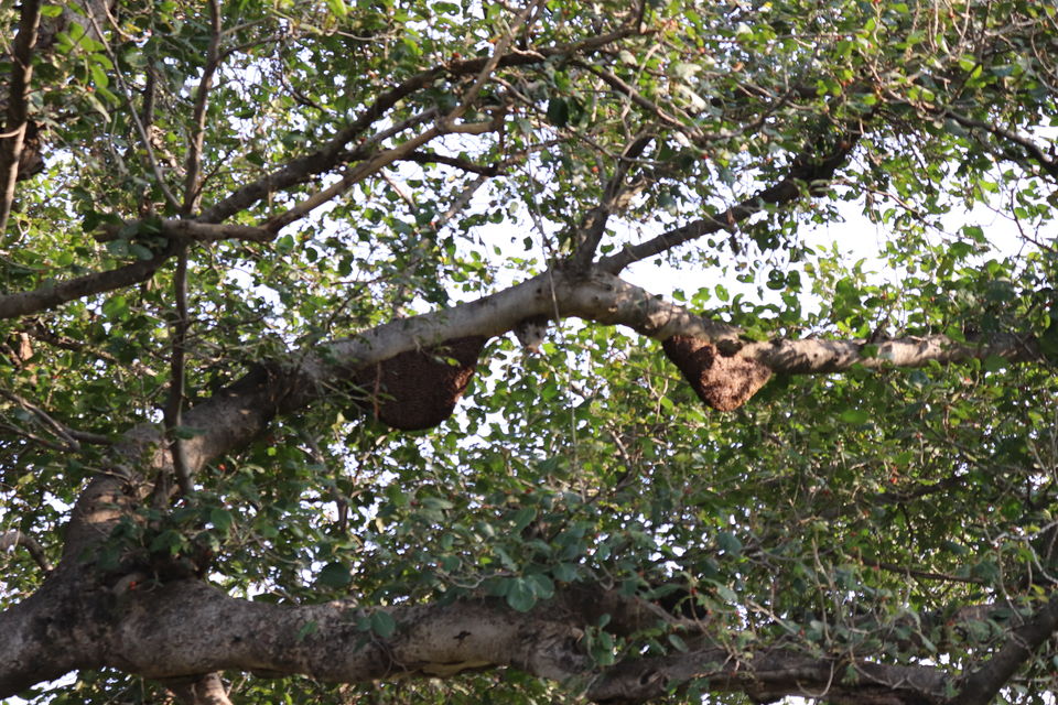 Photo of Jim Corbett National Park, Uttarakhand by Nivedita Kundu
