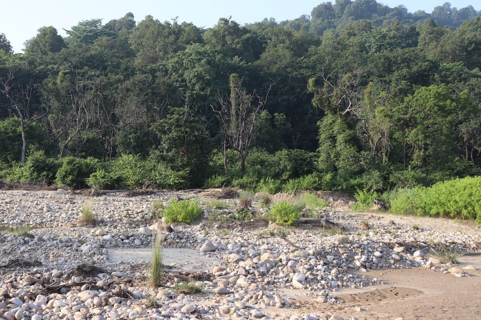 Photo of Jim Corbett National Park, Uttarakhand by Nivedita Kundu