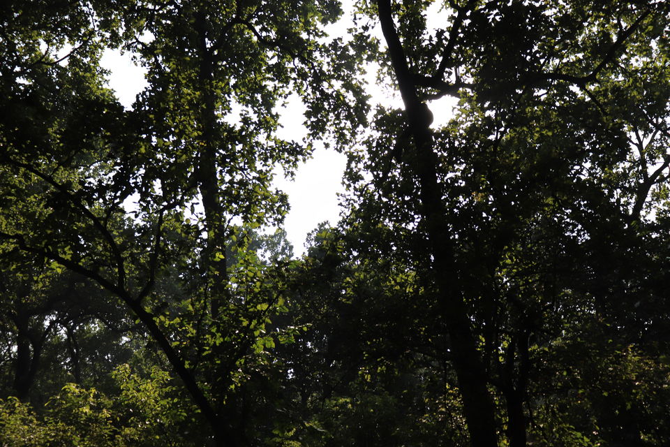 Photo of Jim Corbett National Park, Uttarakhand by Nivedita Kundu