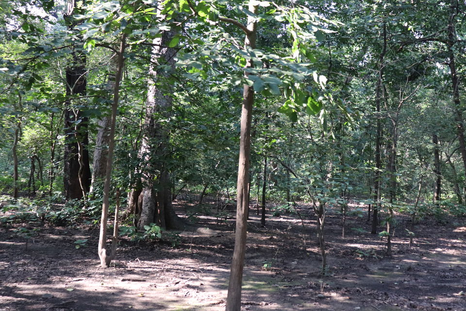 Photo of Jim Corbett National Park, Uttarakhand by Nivedita Kundu