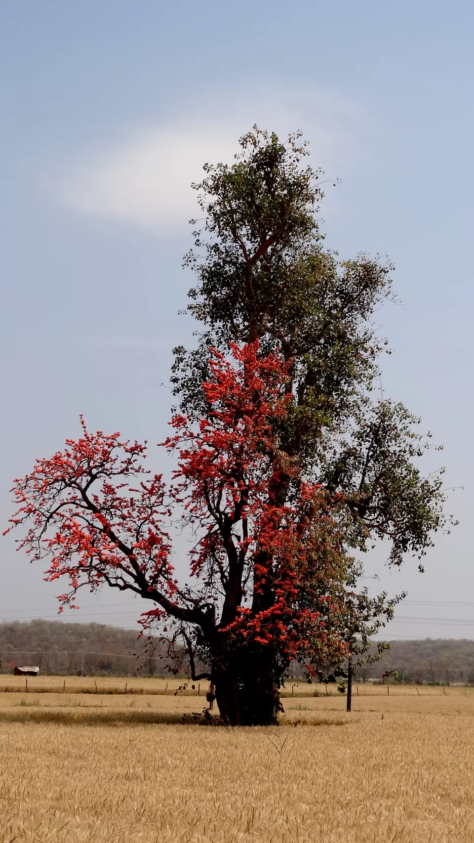 Photo of NH 12, Obaidullaganj onwards Madhya Pradesh by Aditi Kumar