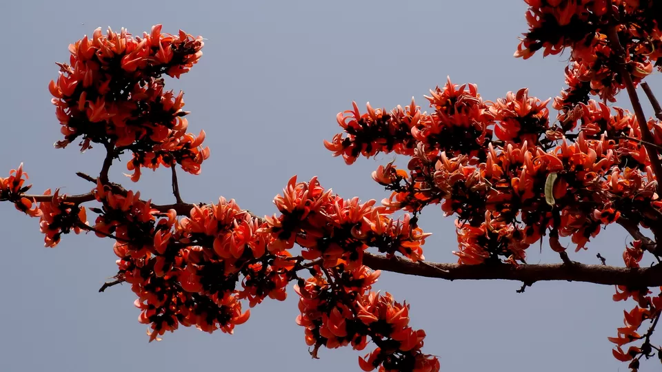 Photo of NH 12, Obaidullaganj onwards Madhya Pradesh by Aditi Kumar