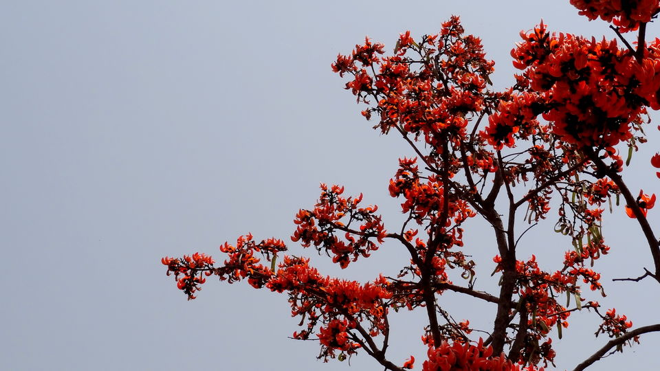 Photo of Heart of India I- Delawadi Jungle camp, Ginnaurganj fort 4/51 by Aditi Kumar