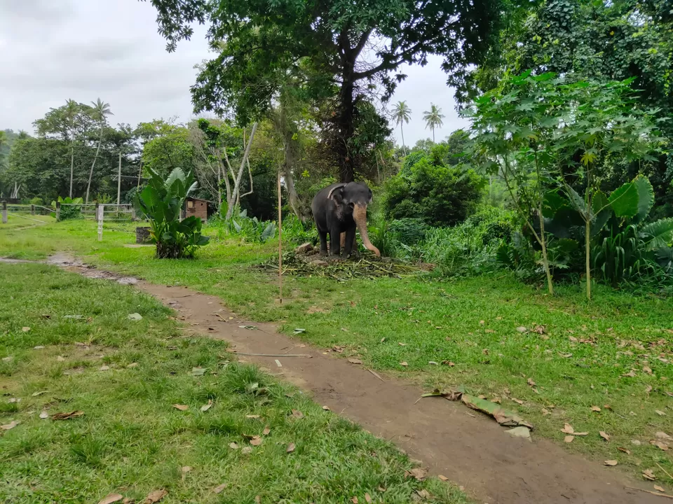 Photo of Kandy, Sri Lanka by Soumya das gupta