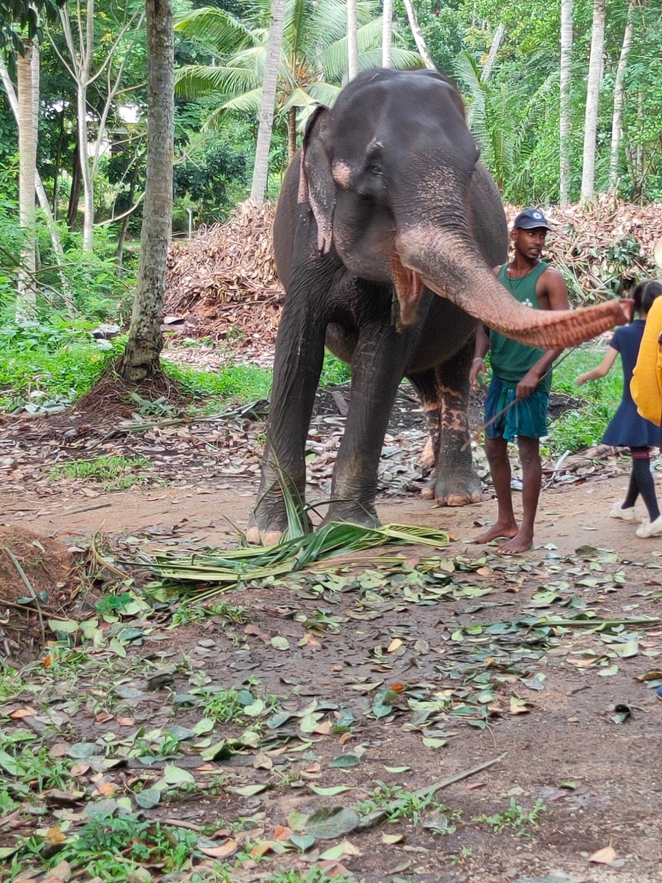 Photo of Kandy, Sri Lanka by Soumya das gupta