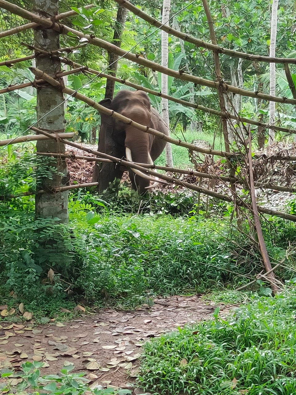 Photo of Kandy, Sri Lanka by Soumya das gupta