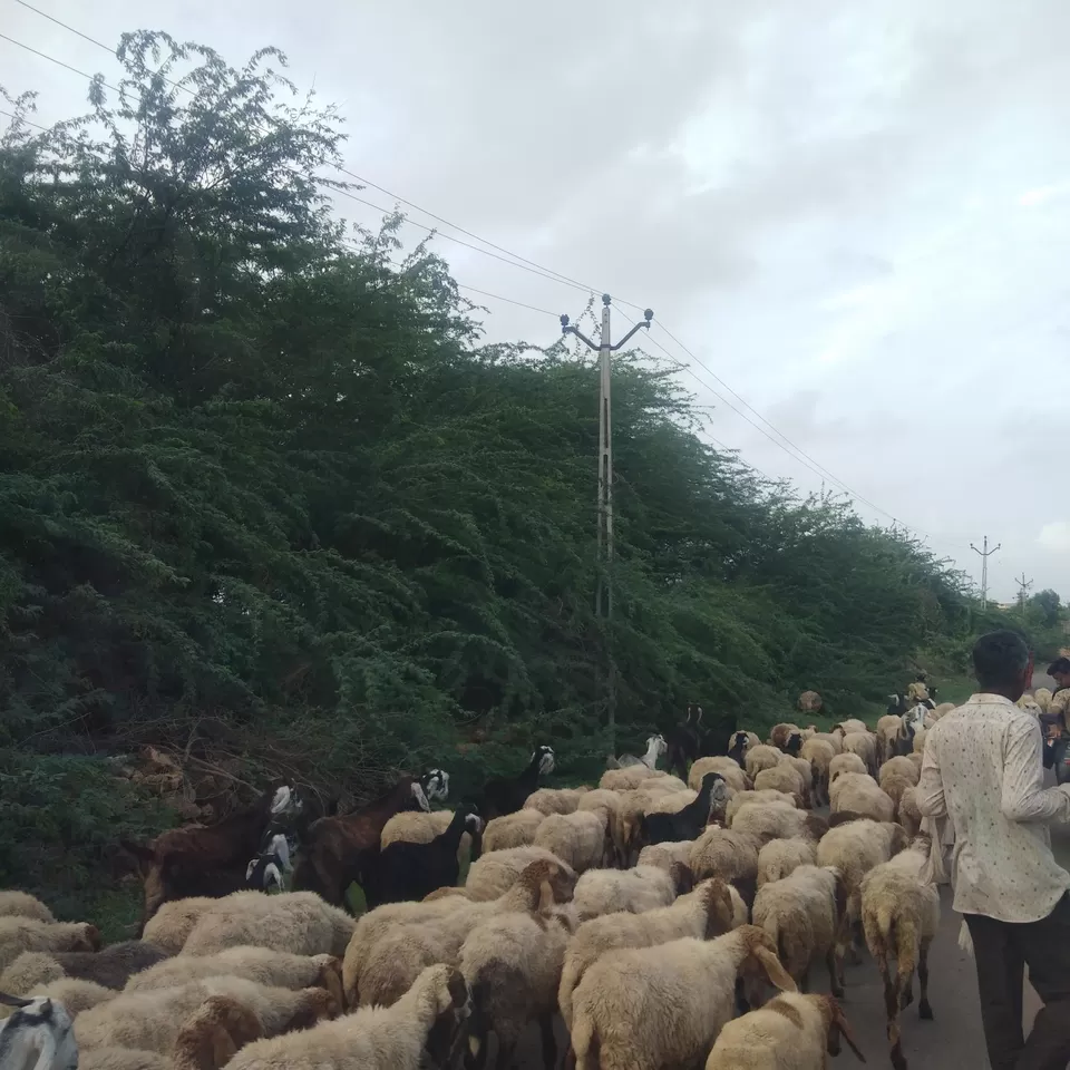 Photo of Sasan Gir, Gujarat, India by Dr Astha Kagrana