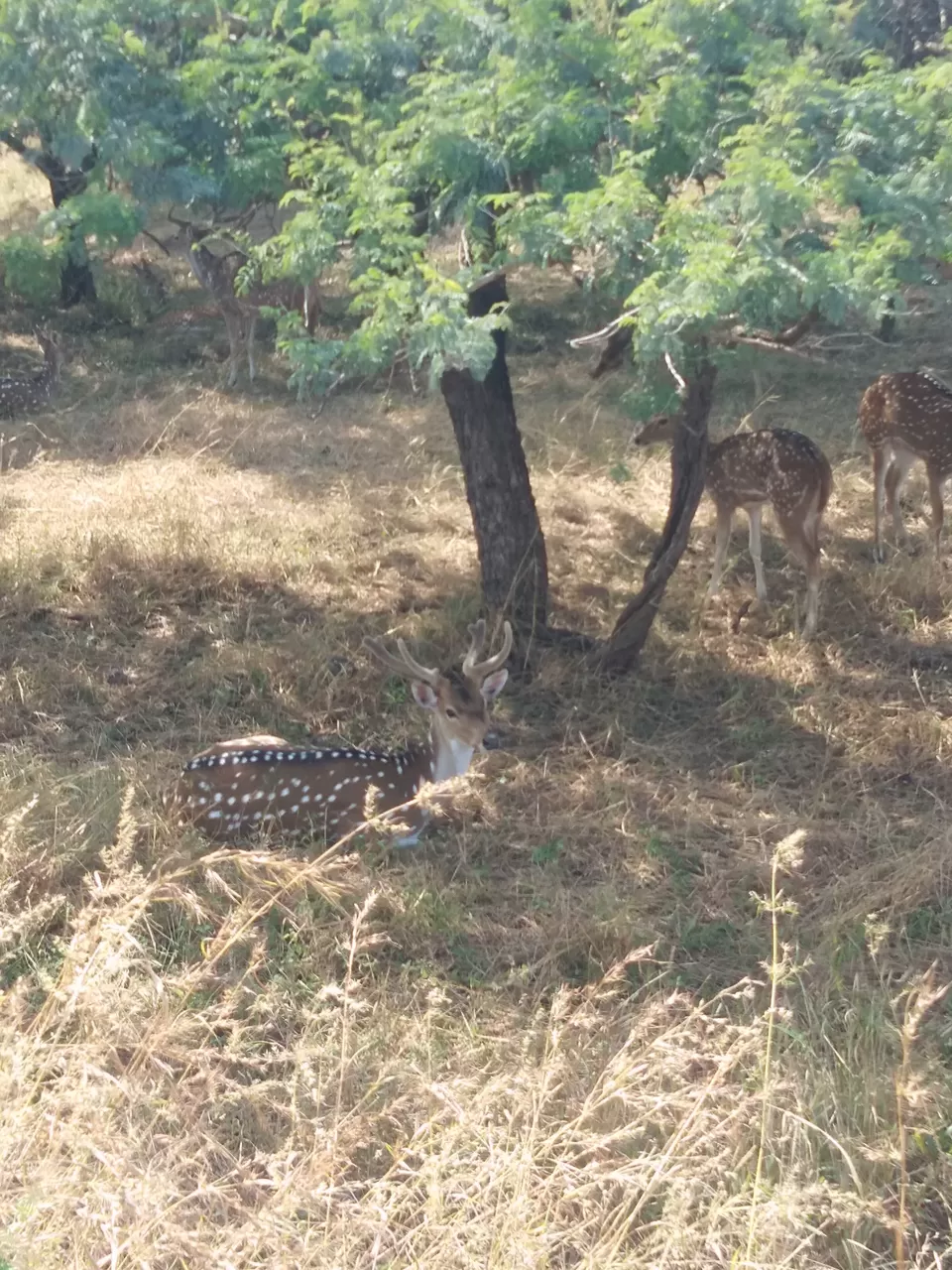 Photo of Sasan Gir, Gujarat, India by Dr Astha Kagrana