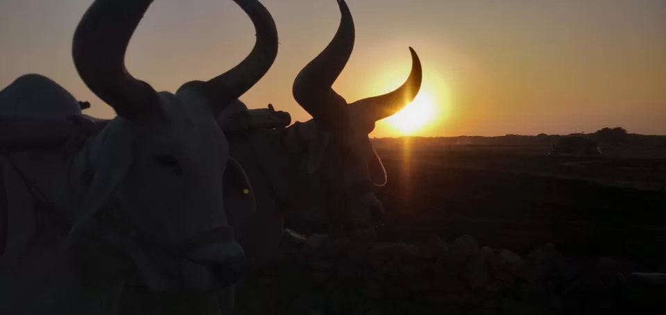 Photo of Maliya, Gujarat, India by Dr Astha Kagrana