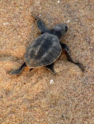 Photo of Madhavpur Turtle Hatchery, Porbandar - Veraval Highway, Pata, Gujarat, India by Dr Astha Kagrana