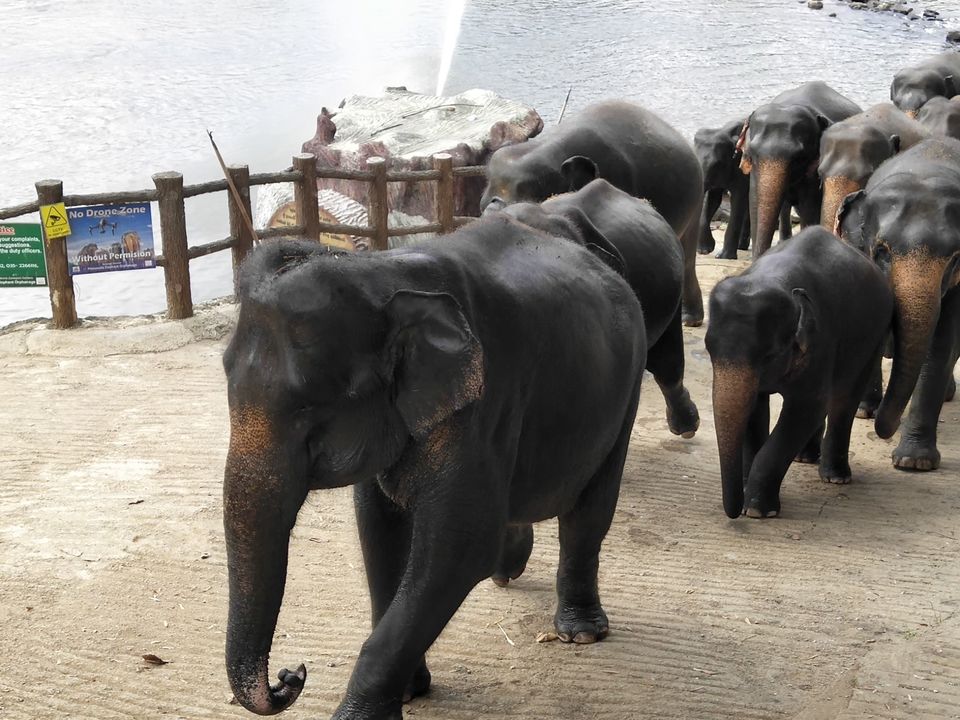 Photo of Temple of the Sacred Tooth Relic, Sri Dalada Veediya, Kandy, Sri Lanka by Kiran Shriyan