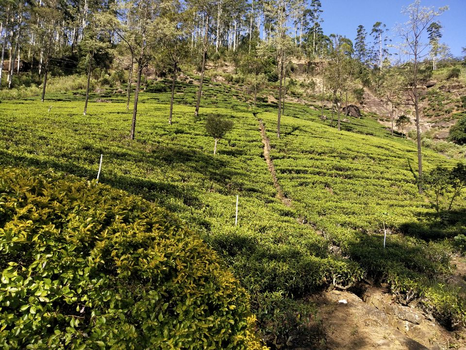 Photo of Oak-Ray Summer Hill Breeze Hotel, Nuwara Eliya, Sri Lanka by Kiran Shriyan