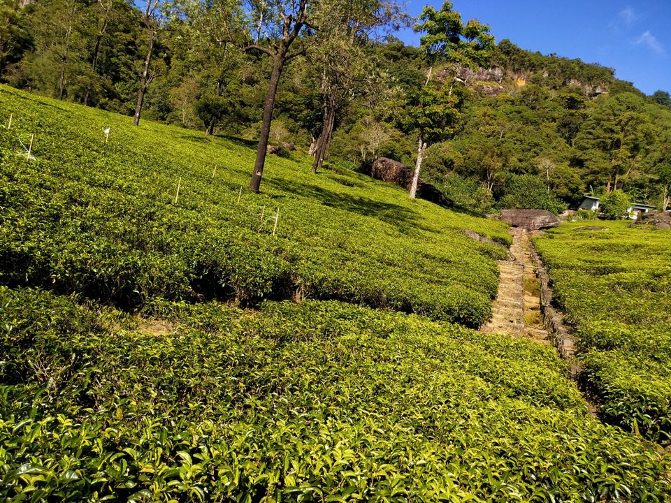Photo of Oak-Ray Summer Hill Breeze Hotel, Nuwara Eliya, Sri Lanka by Kiran Shriyan