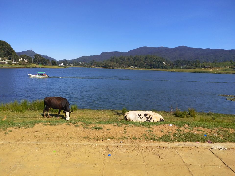 Photo of Gayathri Temple, Nuwara Eliya, Sri Lanka by Kiran Shriyan