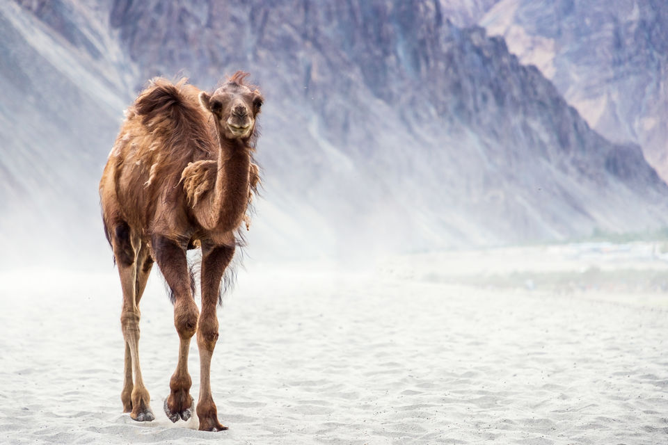 Photo of Nubra Valley by Siddharth Arora Siddology