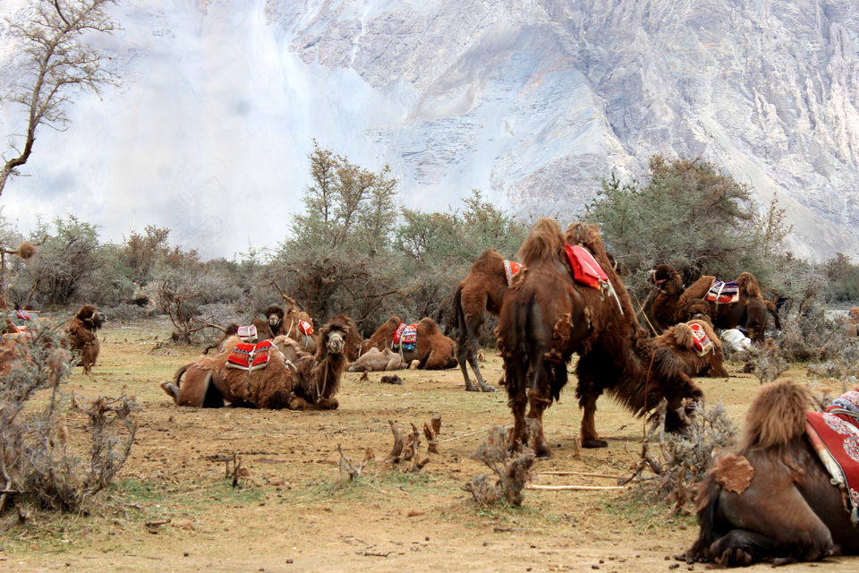 Photo of Ladakh- Leh, Khardung-la, Diskit, Nubra 30/43 by Cassandra Barua