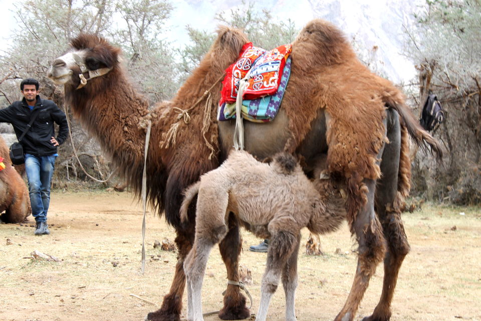 Photo of Ladakh- Leh, Khardung-la, Diskit, Nubra 32/43 by Cassandra Barua