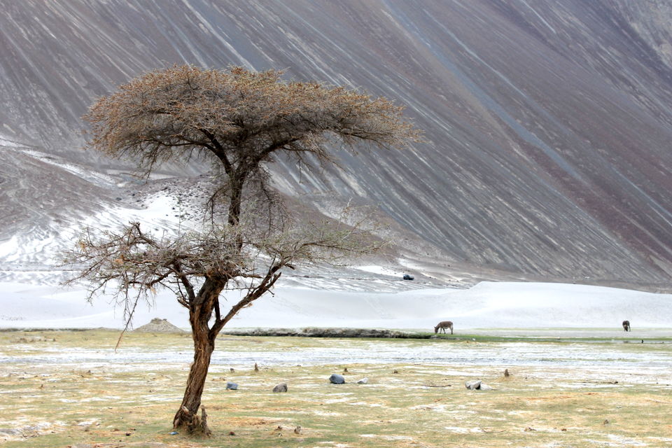 Photo of Ladakh- Leh, Khardung-la, Diskit, Nubra 33/43 by Cassandra Barua