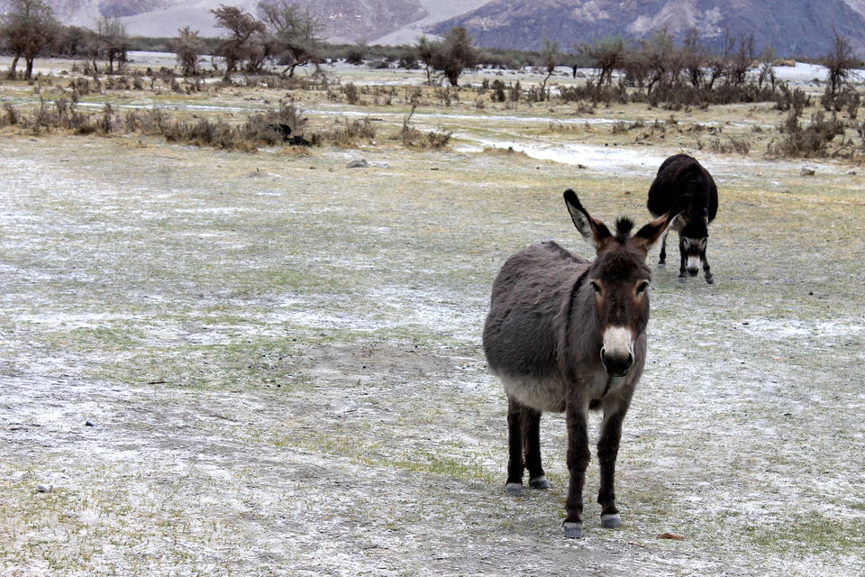 Photo of Ladakh- Leh, Khardung-la, Diskit, Nubra 35/43 by Cassandra Barua