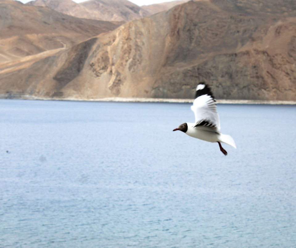 Photo of Paradise or Heaven?- Pangong Tso 20/20 by Cassandra Barua