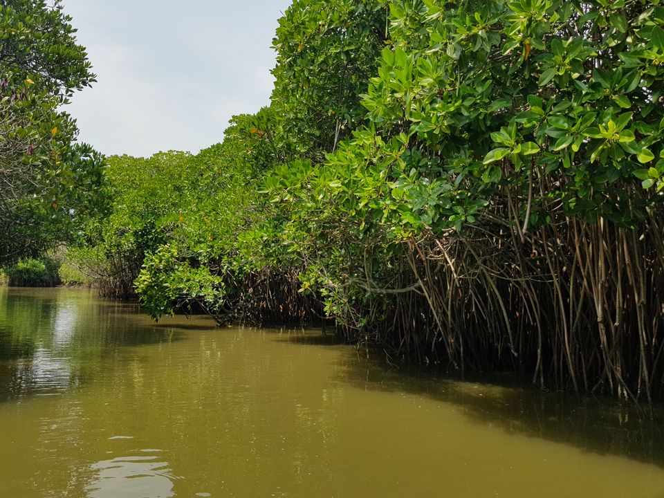 Photo of Pichavaram Mangroves (Pondicherry)- Majestic, Mystical and Magical!!! 1/1 by Swechha Kapoor (@insatiable_traveller)