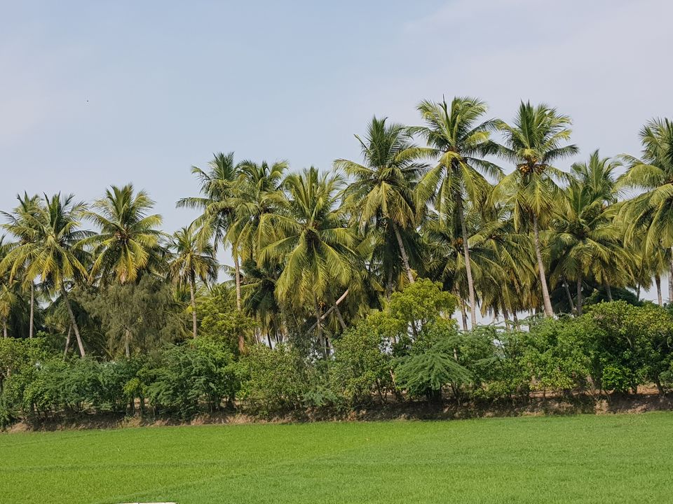 Photo of Pichavaram Mangroves (Pondicherry)- Majestic, Mystical and Magical!!! by Swechha Kapoor (@insatiable_traveller)