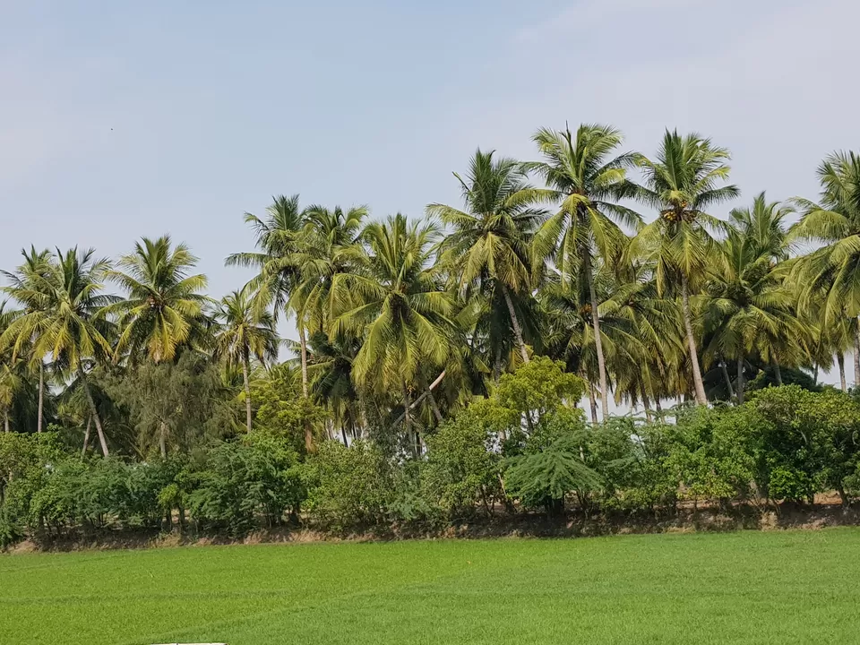 Photo of Pichavaram Mangroves (Pondicherry)- Majestic, Mystical and Magical!!! by Swechha Kapoor (@insatiable_traveller)