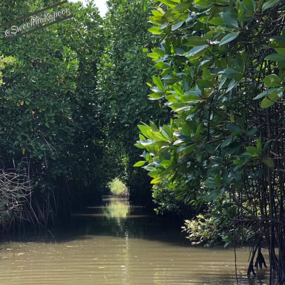 Photo of Pichavaram Mangroves (Pondicherry)- Majestic, Mystical and Magical!!! by Swechha Kapoor (@insatiable_traveller)