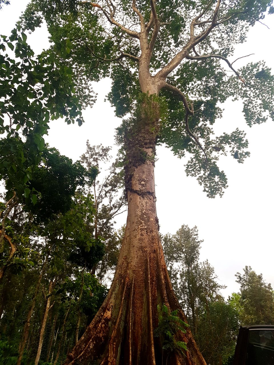 Photo of Chickmagaluru, Karnataka, India by Kaushir Raikar