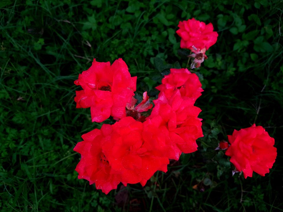 Photo of Chickmagaluru: land of coffee and nature uninterrupted by Kaushir Raikar