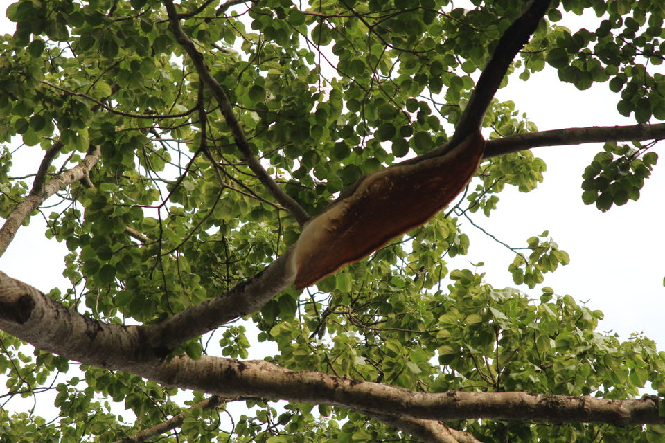 Photo of Chickmagaluru: land of coffee and nature uninterrupted by Kaushir Raikar