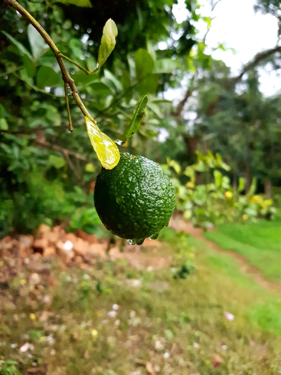 Photo of Chickmagaluru: land of coffee and nature uninterrupted by Kaushir Raikar