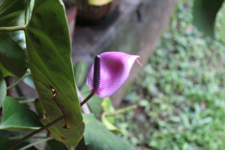 Photo of Chickmagaluru: land of coffee and nature uninterrupted by Kaushir Raikar