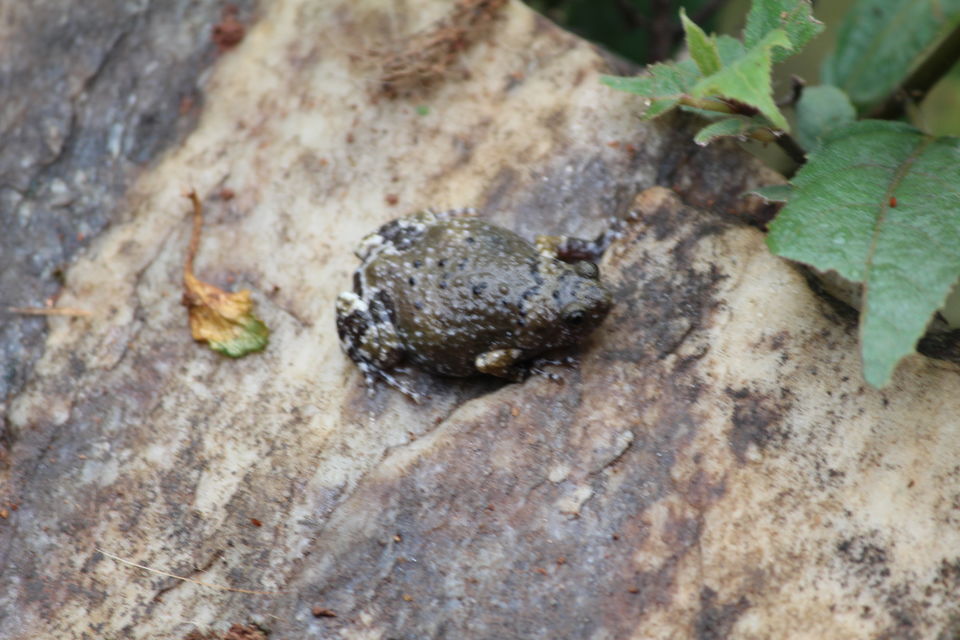 Photo of Chickmagaluru: land of coffee and nature uninterrupted by Kaushir Raikar