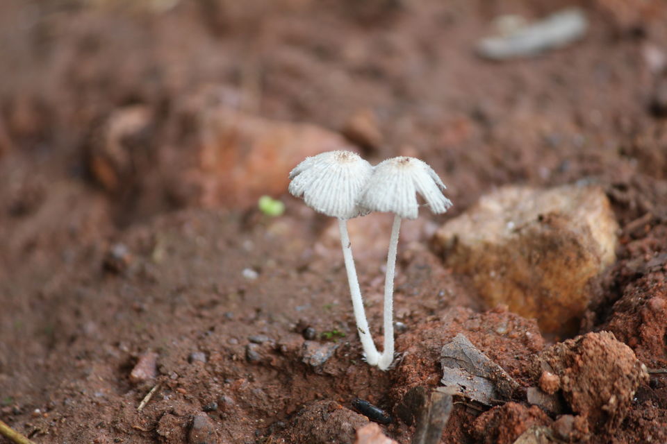Photo of Chickmagaluru: land of coffee and nature uninterrupted by Kaushir Raikar