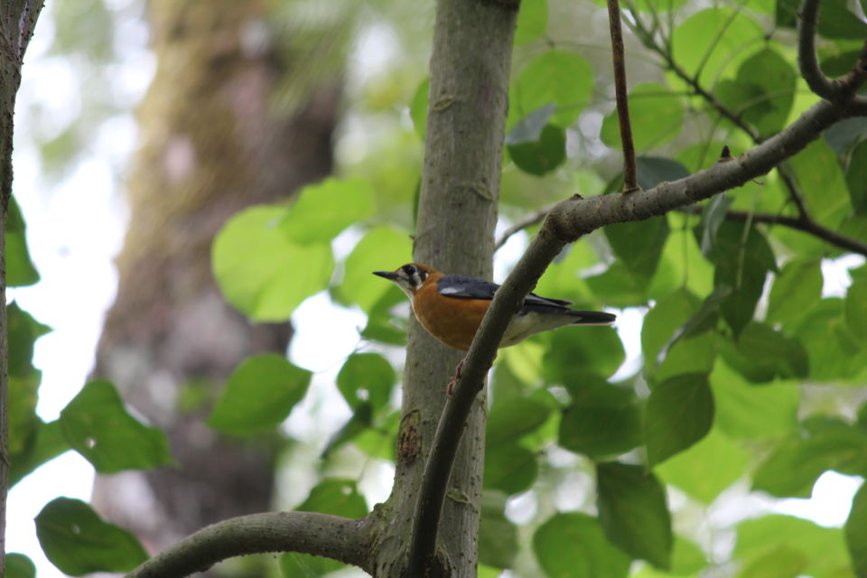 Photo of Chickmagaluru: land of coffee and nature uninterrupted by Kaushir Raikar