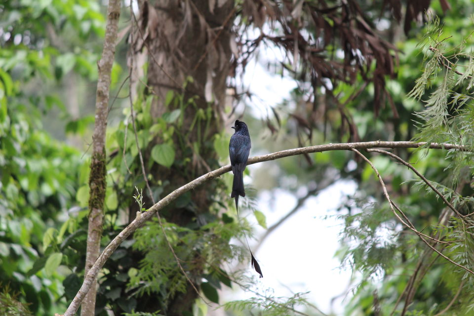 Photo of Chickmagaluru: land of coffee and nature uninterrupted by Kaushir Raikar