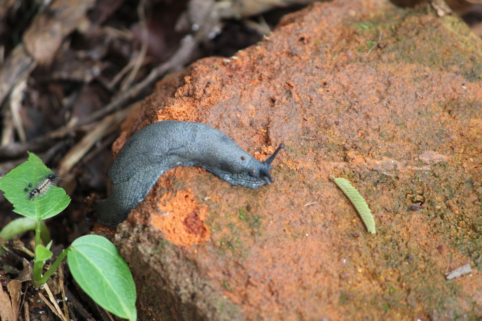 Photo of Chickmagaluru: land of coffee and nature uninterrupted by Kaushir Raikar
