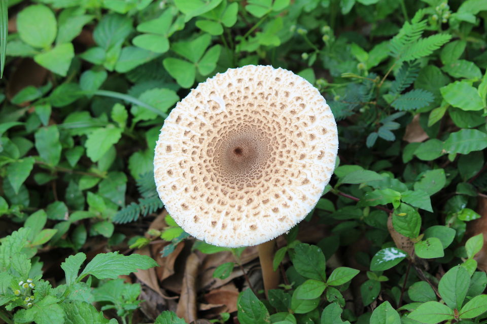 Photo of Chickmagaluru: land of coffee and nature uninterrupted by Kaushir Raikar