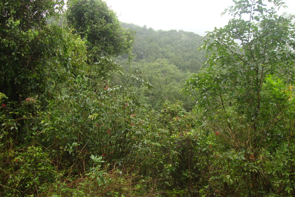 Photo of Into the heart of Western Ghats: Kodachadri 21/44 by Aditya Sen