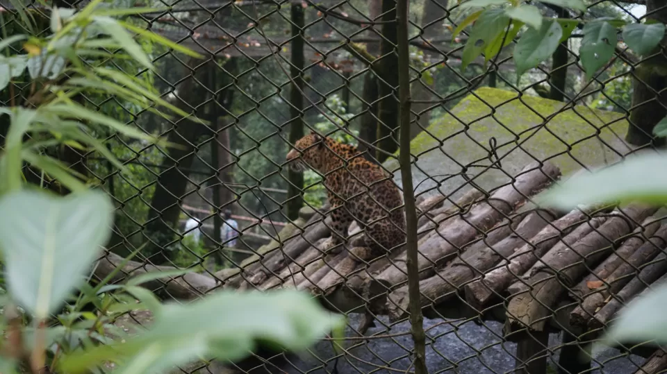 Photo of Padmaja Naidu Himalayan Zoological Park, Jawahar Parbat, Darjeeling, West Bengal, India by Aditya Sen