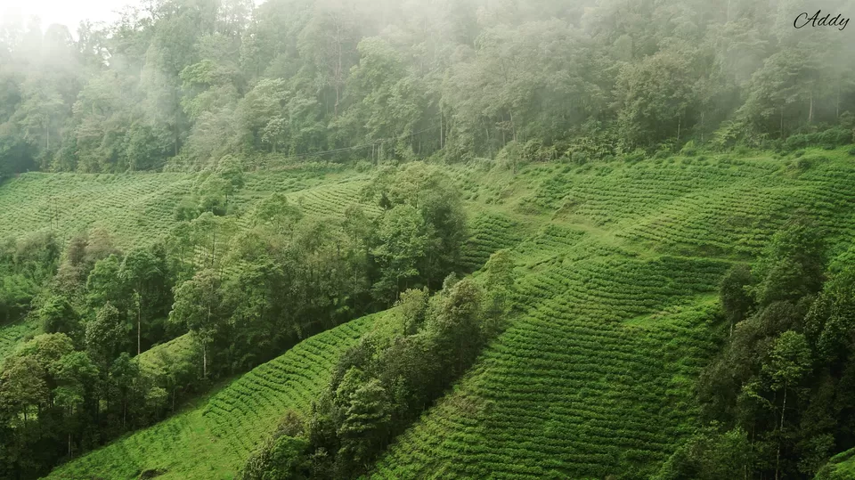 Photo of Happy Valley Tea Estate, Darjeeling, West Bengal, India by Aditya Sen