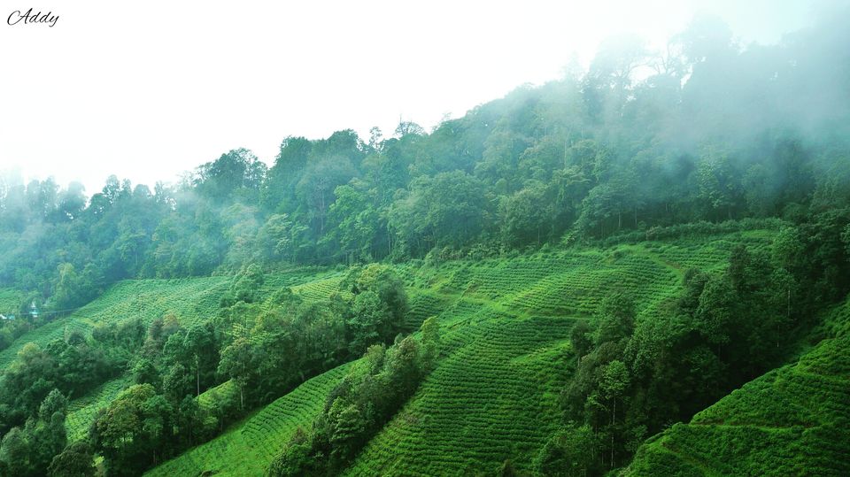 Photo of Happy Valley Tea Estate, Darjeeling, West Bengal, India by Aditya Sen