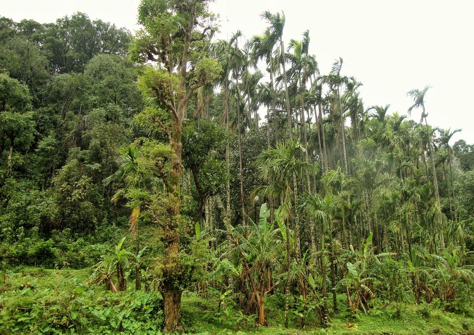 Photo of Into the heart of Western Ghats: Kodachadri 1/44 by Aditya Sen