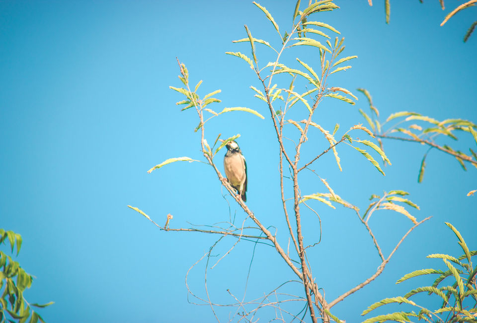Photo of Bikamp Aravallis Camp Resort, Beri K Hanuman Ji Road, Norang Pura, Rajasthan, India by Mohit Behl